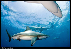 blacktips by Dray Van Beeck 